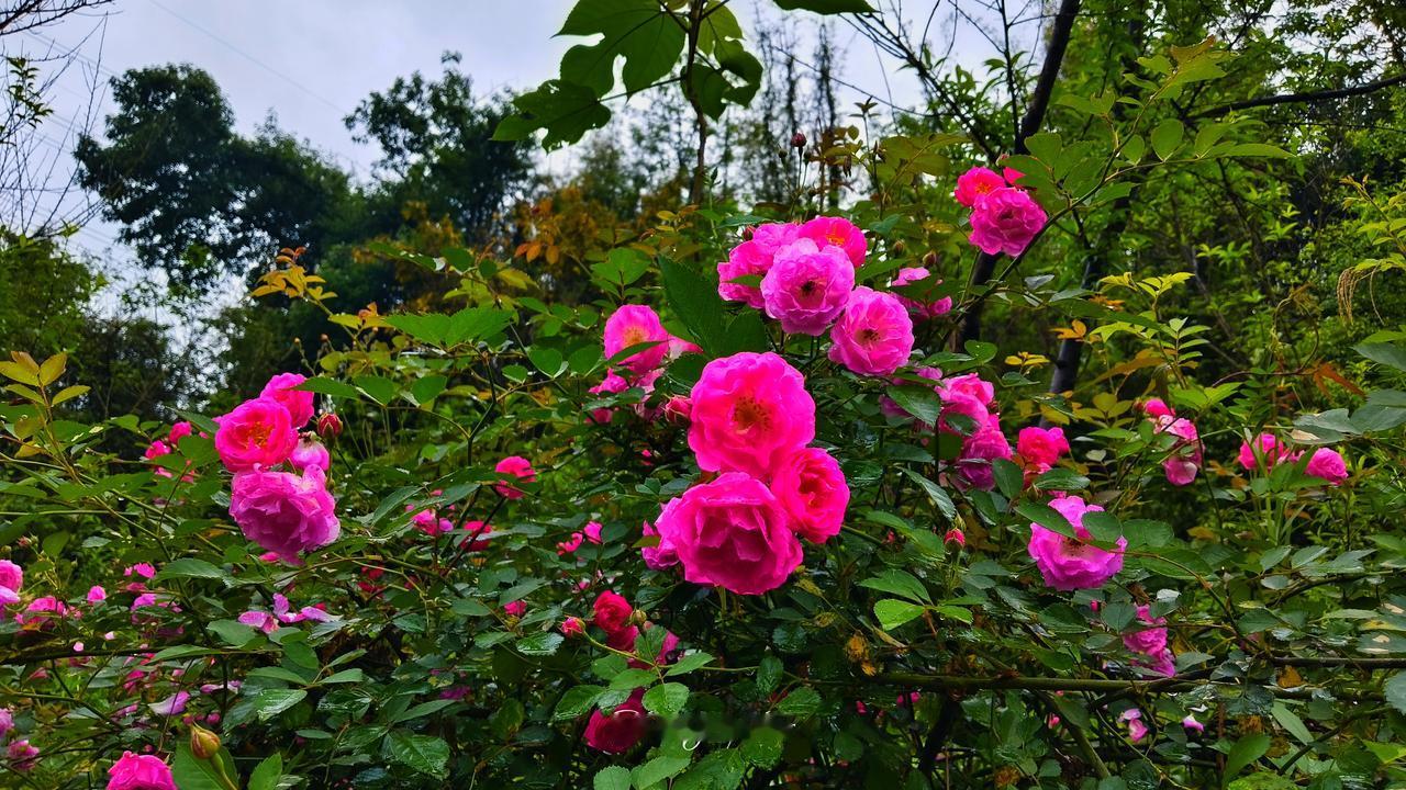 中匈经济合作会有哪些新机遇中匈经济合作的新机遇主要集中在新能源汽车、光伏、电子、