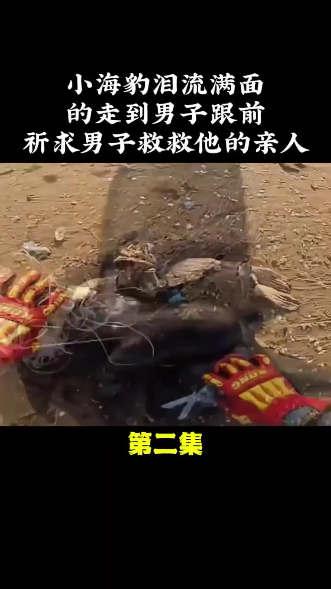 我的观影报告 内容启发搜索
