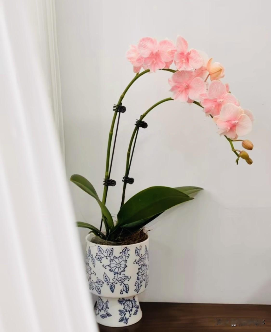 天南地北大拜年