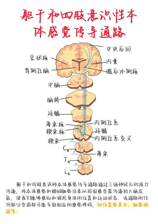医学生笔记——躯干和四肢意识性本体感觉传导