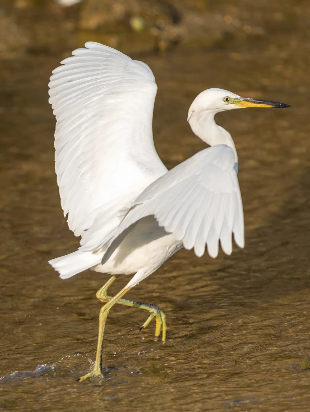 一级保护动物黄嘴白鹭来深圳啦