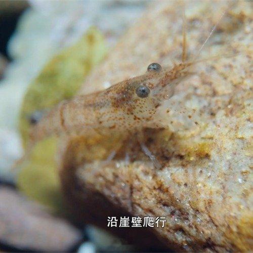 小虾一代代接力爬上200米悬崖有志者事竟成 西安·华严寺