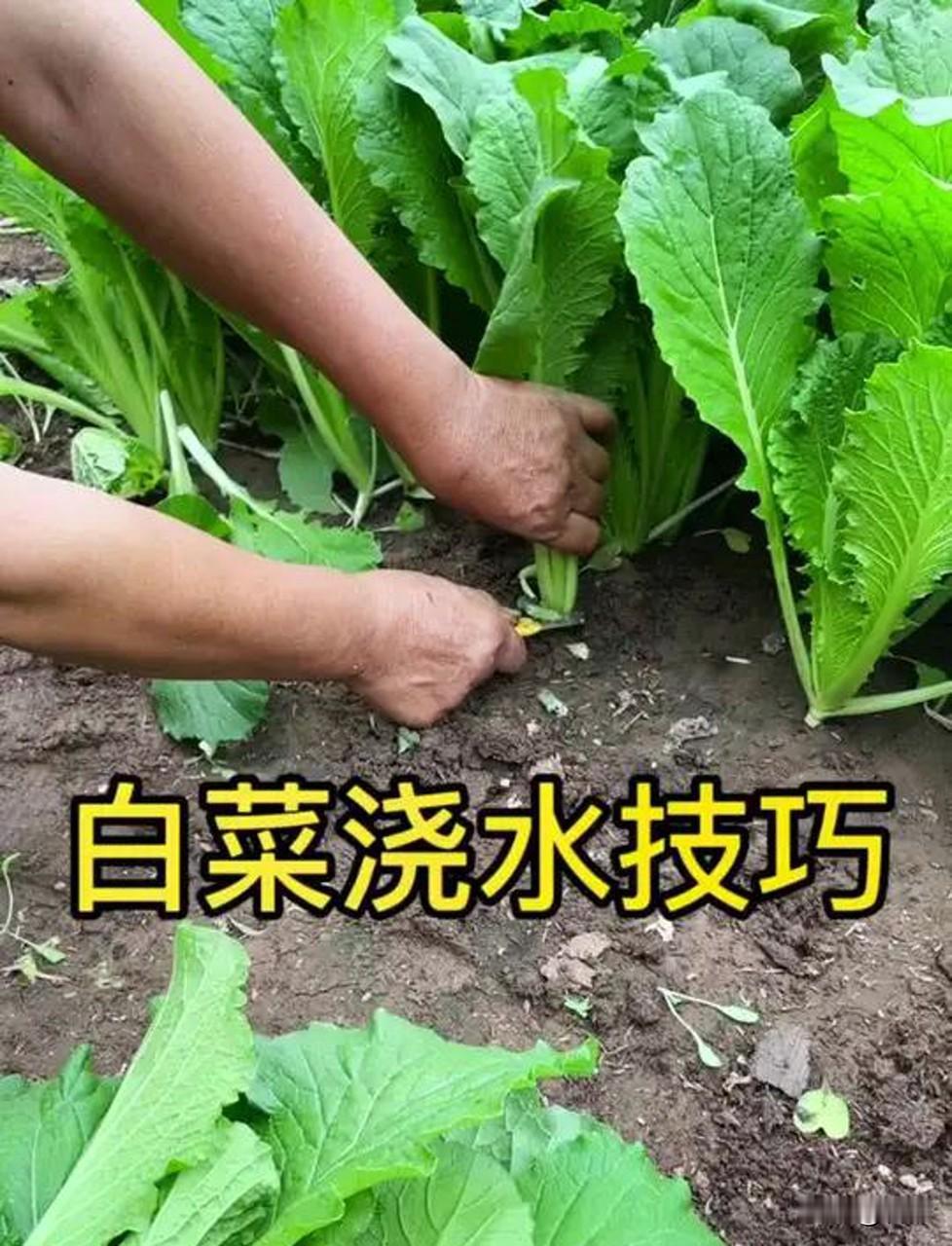 秋白菜间苗期，浇水该怎么把控？
 
我种秋白菜，间苗这个阶段浇水不能猛浇，很多新