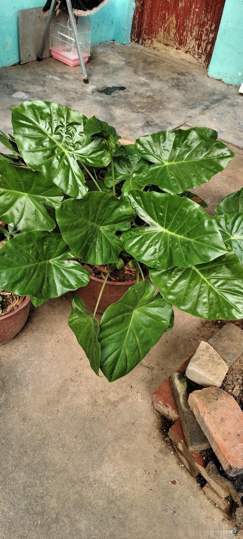 我家院子里这盆大滴水观音，真的越养越有成就感。宽大油亮的叶子层层舒展，绿油油的特