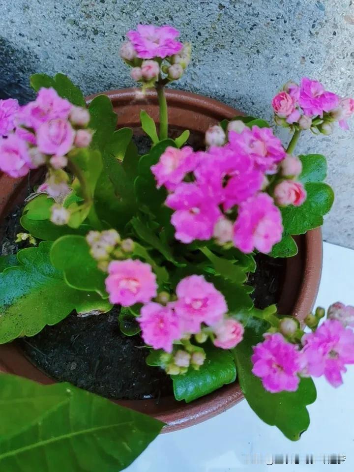晒图笔记大赛小花花～[比心]
