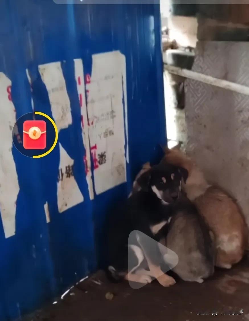 狗妈妈一家三个被主人卖到了狗肉馆，屠夫把它们关押在囤狗点，狗狗们被吓得躲在墙角里