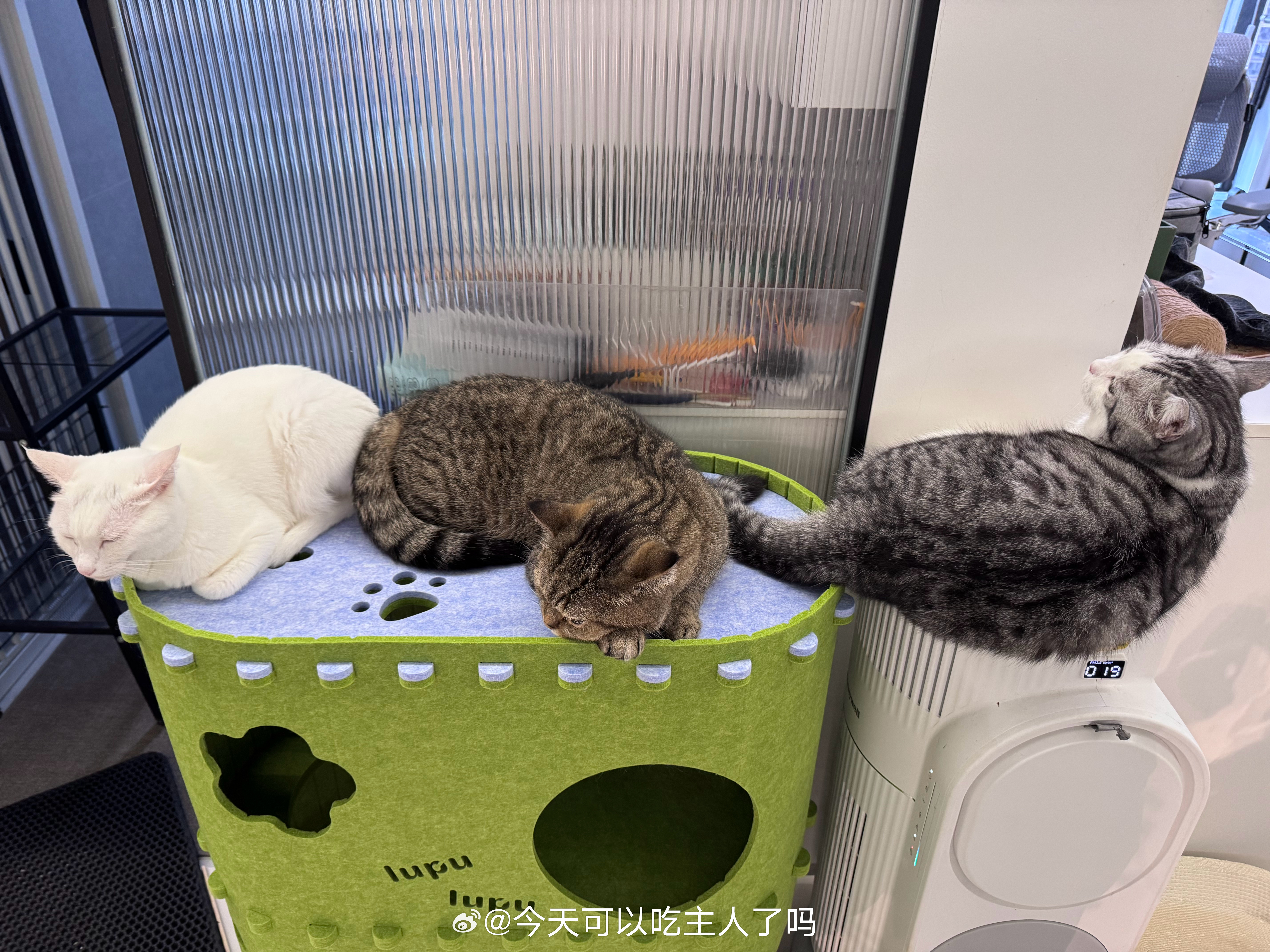 亮亮：感觉好像融入了，感觉好像又没有 ​​​