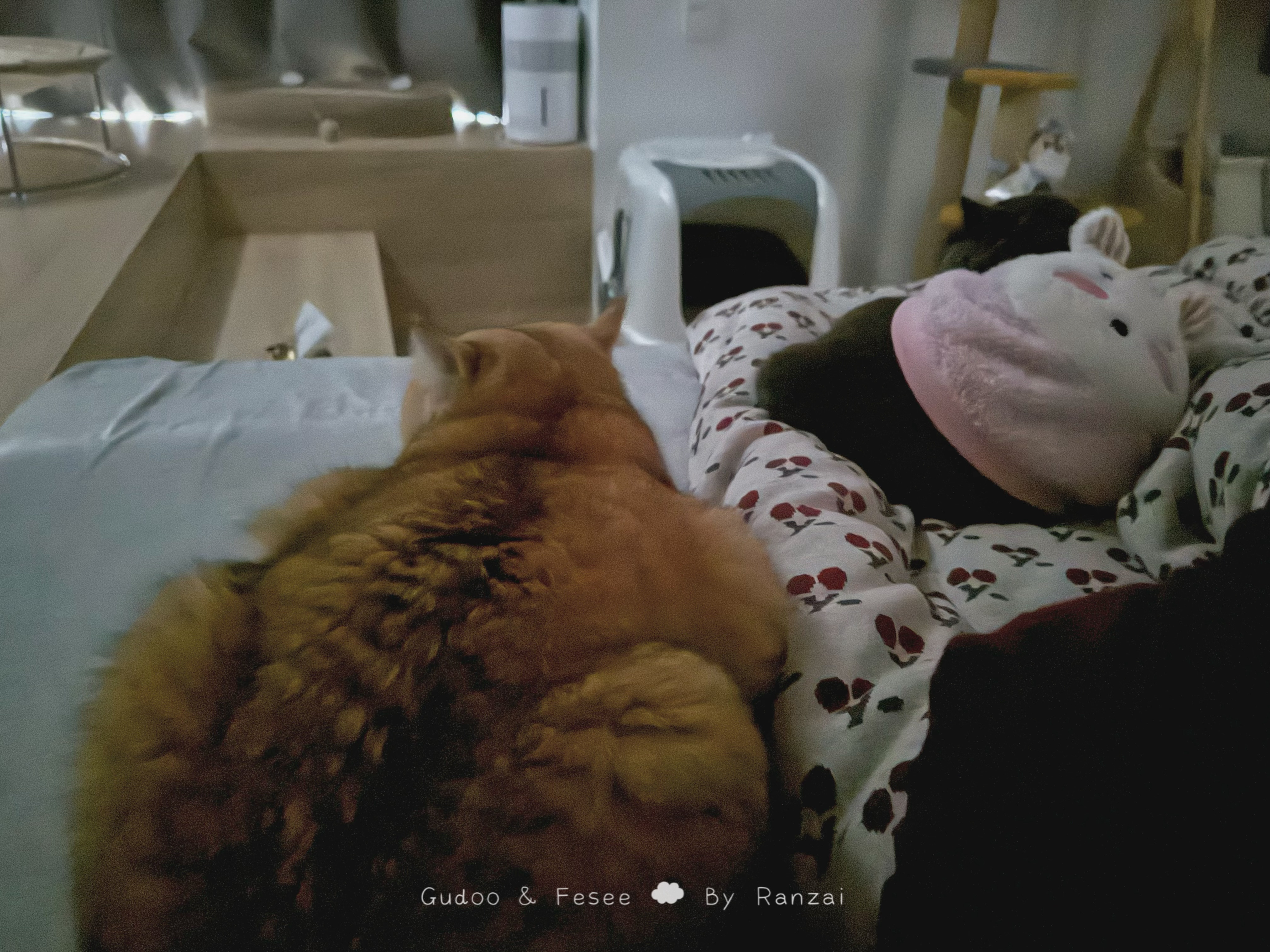 早上睁眼就是两辆猫猫车贴着我[哆啦A梦花心]#菇冬怎么肥四[超话]##菇冬怎么肥