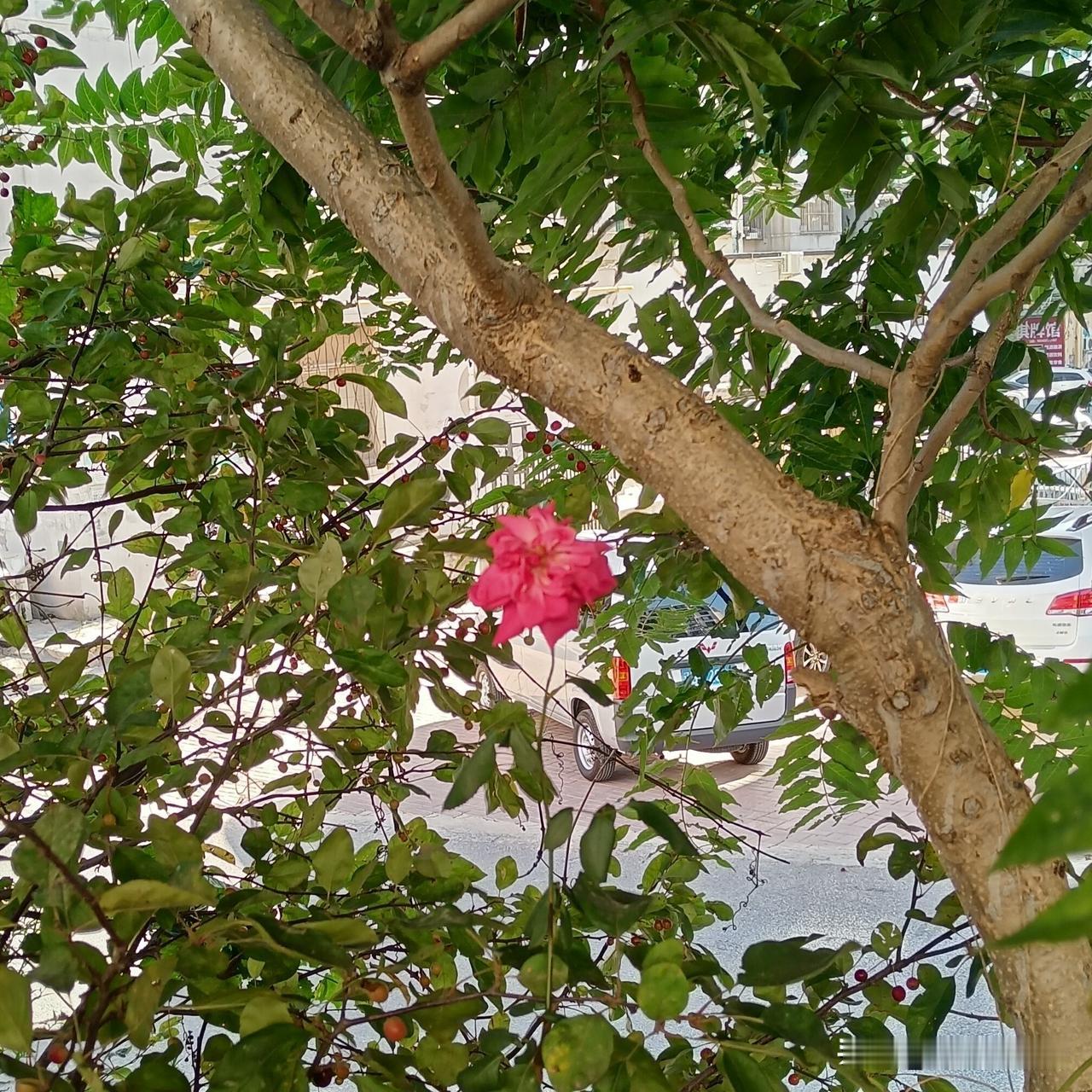 万绿丛中一点红
绿树层层叠叠，满眼清新绿意，唯独这一朵红花悄然绽放。不与群芳争艳