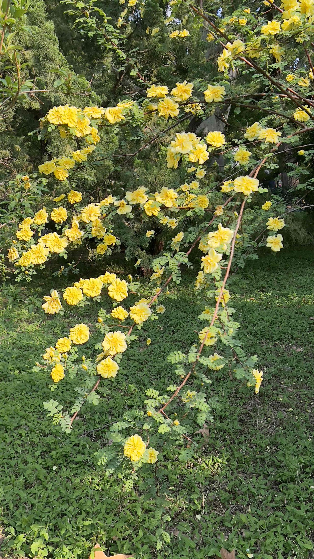 满树金黄，灿烂夺目，春意盎然，快来打卡吧！