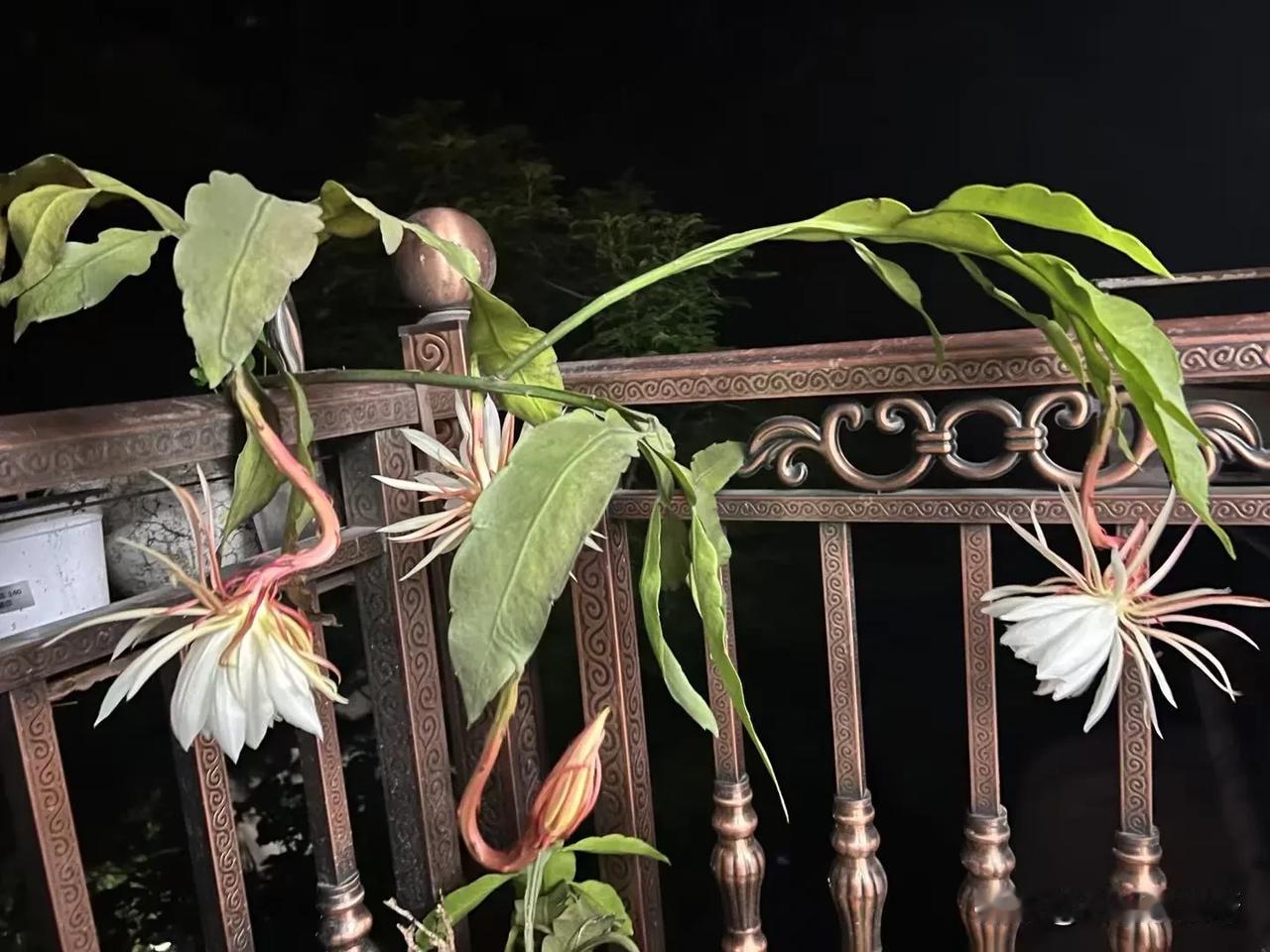 终于守得昙花开花了，美的时间短暂，但毕竟来过。
#出门去踏秋#