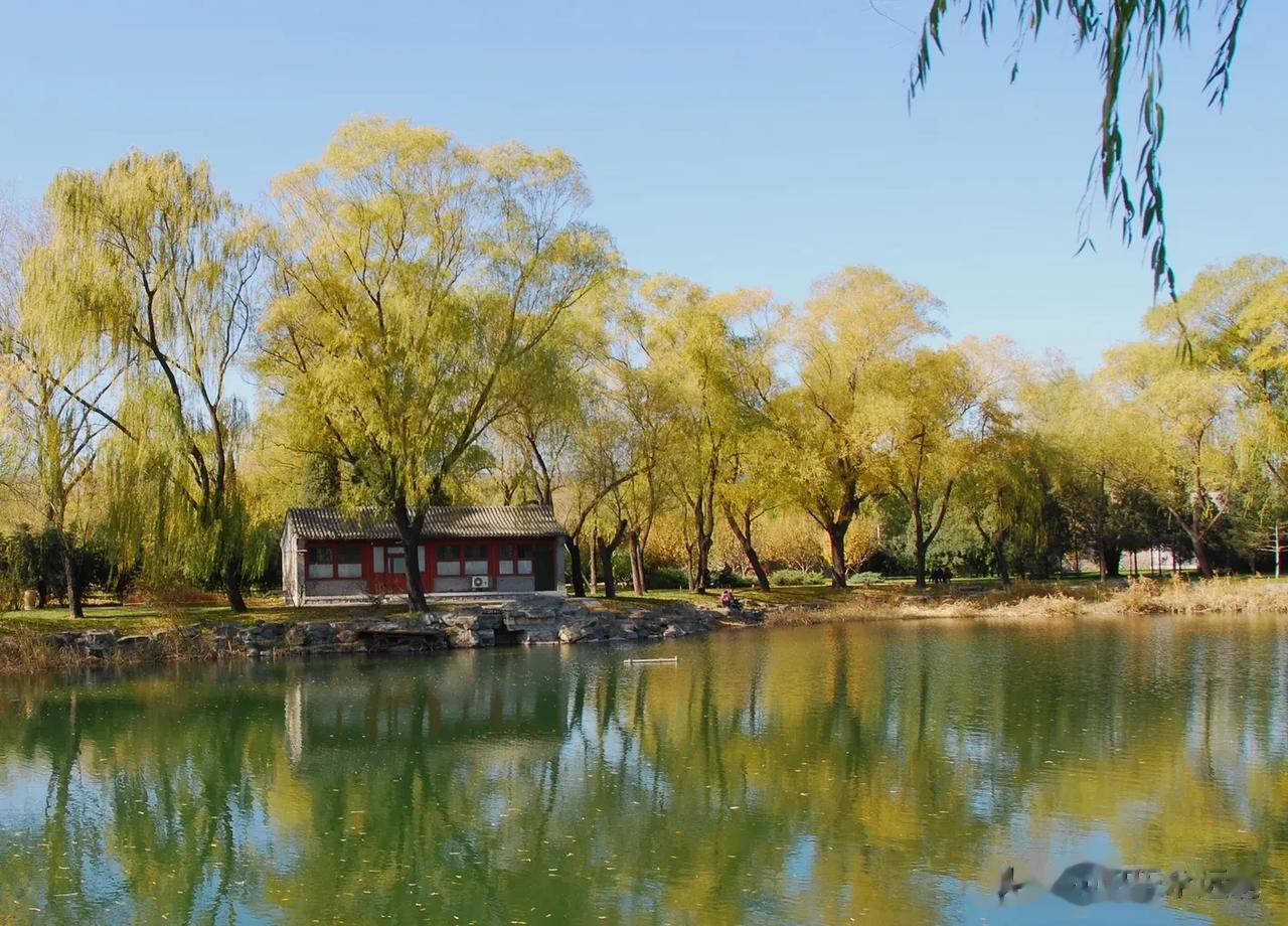 #秋日生活打卡记# 
北京的秋天，银杏金黄，枫栌似火，山峦绚丽，湖水斑斓。红、黄