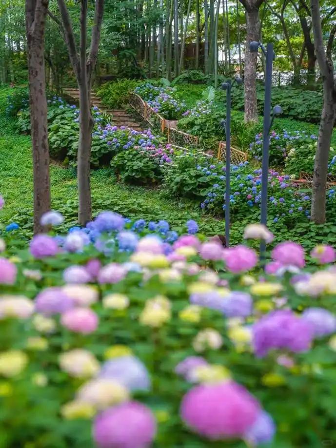 🈶想去赏花🌸的吗？

上海东厍村绣球花海地点：上海市青浦区练塘镇东厍村

特