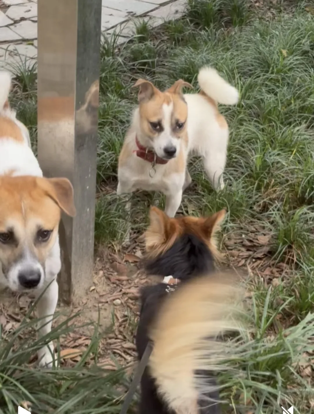 小黑心中唯一真神：豆豆