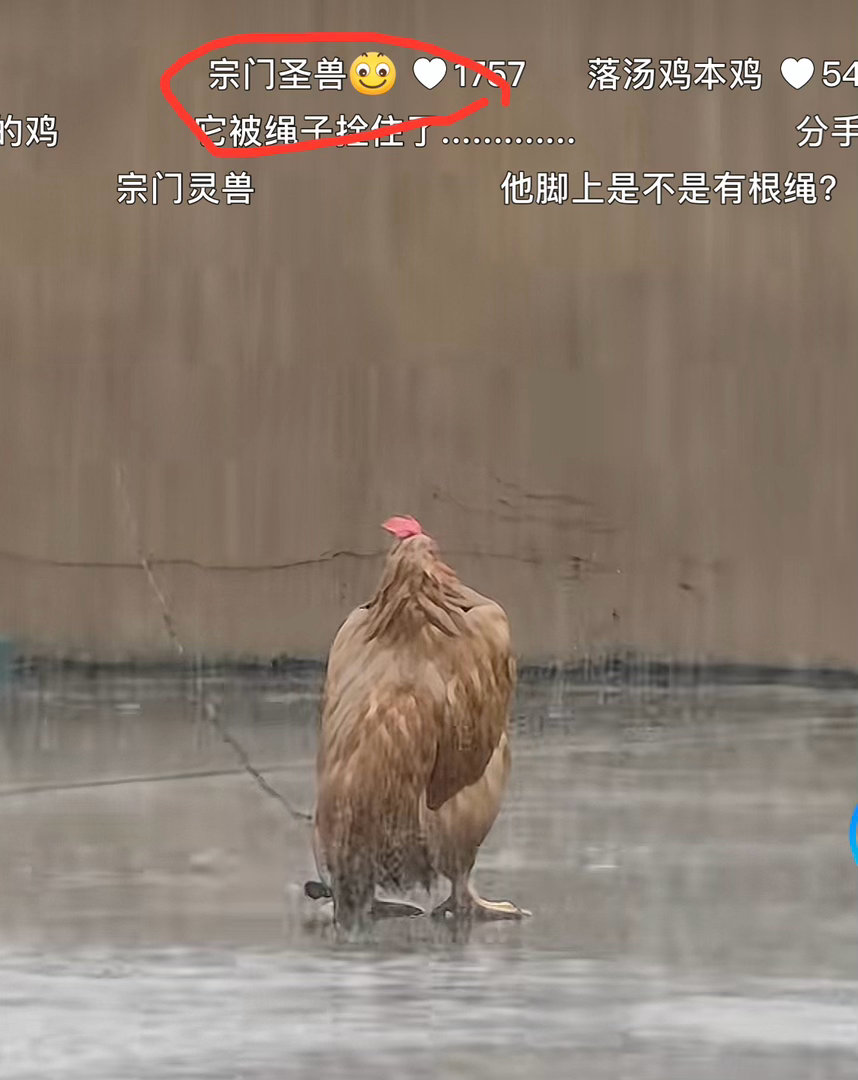 你班西佬系点样一日到黑咁多新词汇嘅呢水 
