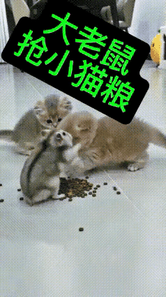 眼前的一幕实在出人意料，主人撒下猫粮本是喂两只小奶猫，不料一只仓鼠跑来直接霸占粮