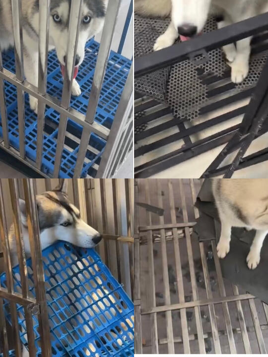 二哈啃坏了无数个垫板后 终于找到了合适🉐