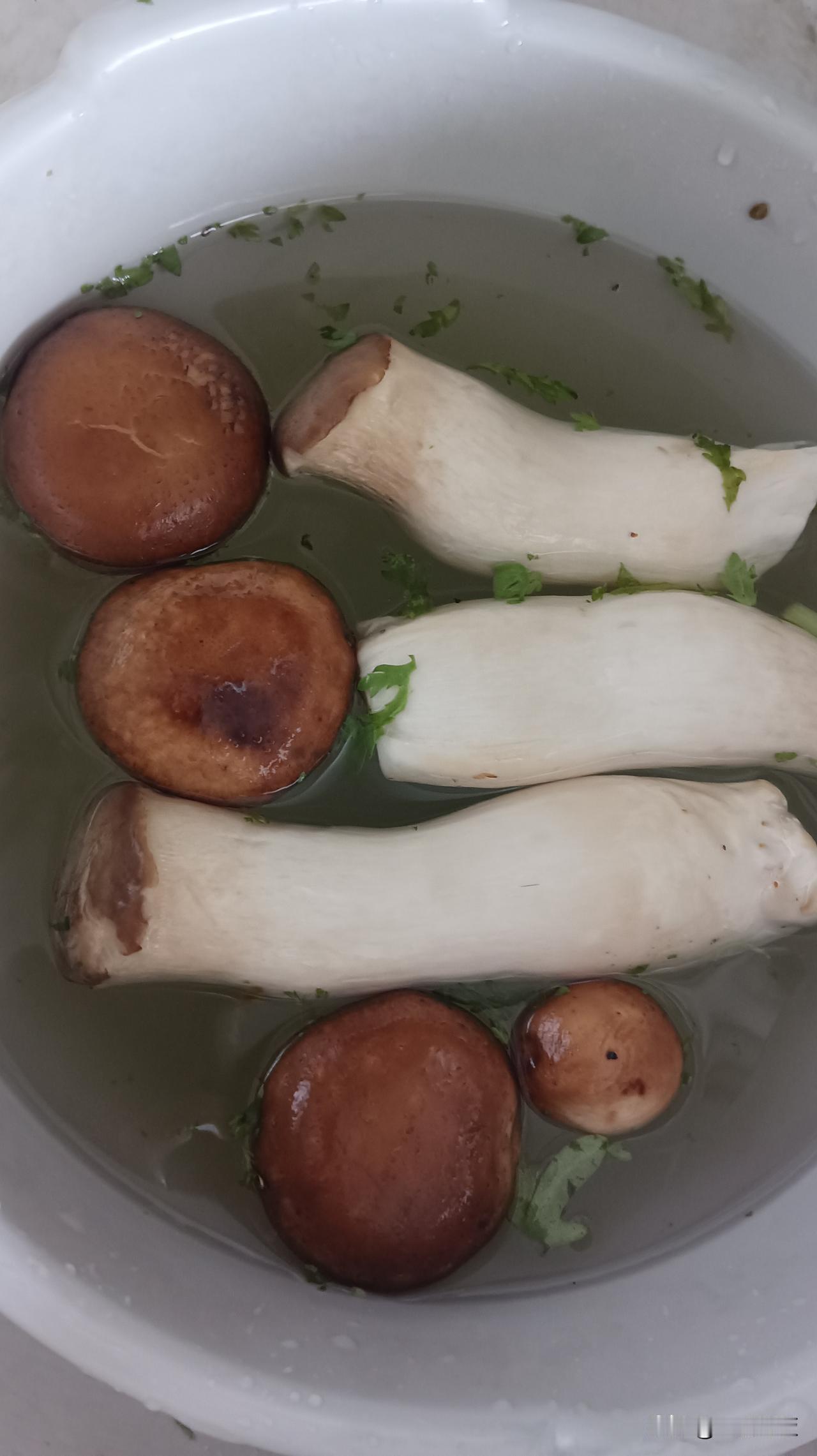 鲜活的香菇口感竟然如此美味，嫩滑鲜香，入口感十分优秀，之前吃的都是晒干的香菇炖汤