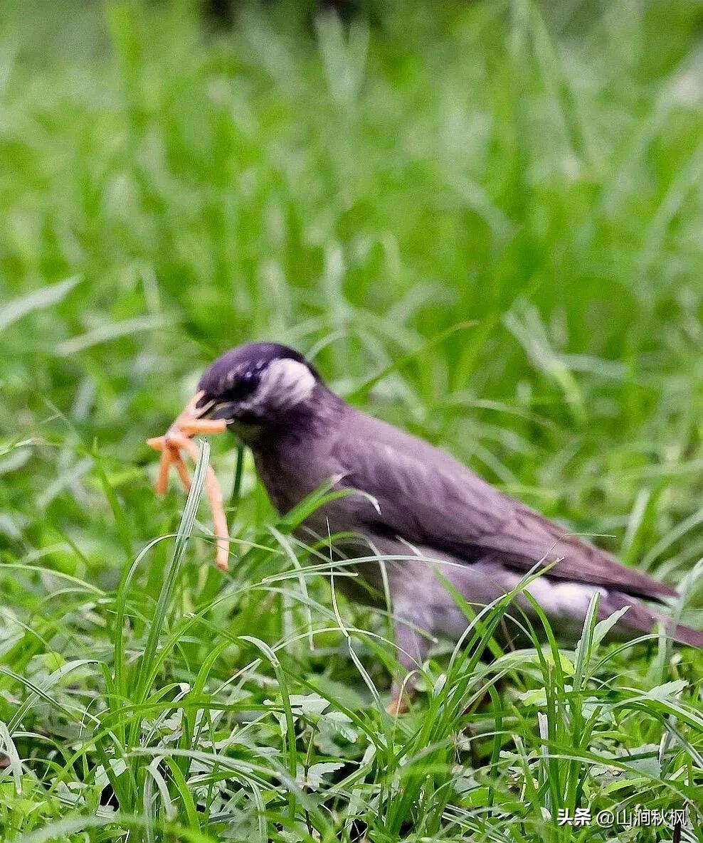 快来看，贪吃的灰椋鸟抓到蚯蚓为何不下咽？