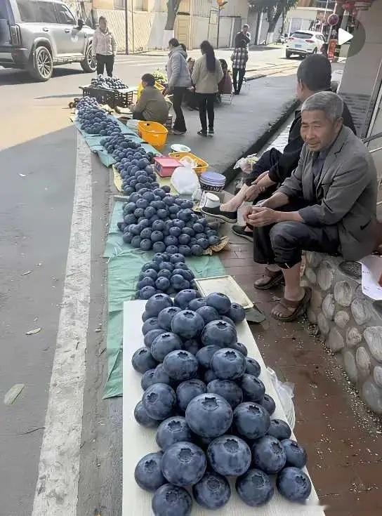 蓝莓为什么不能长这么大？ 