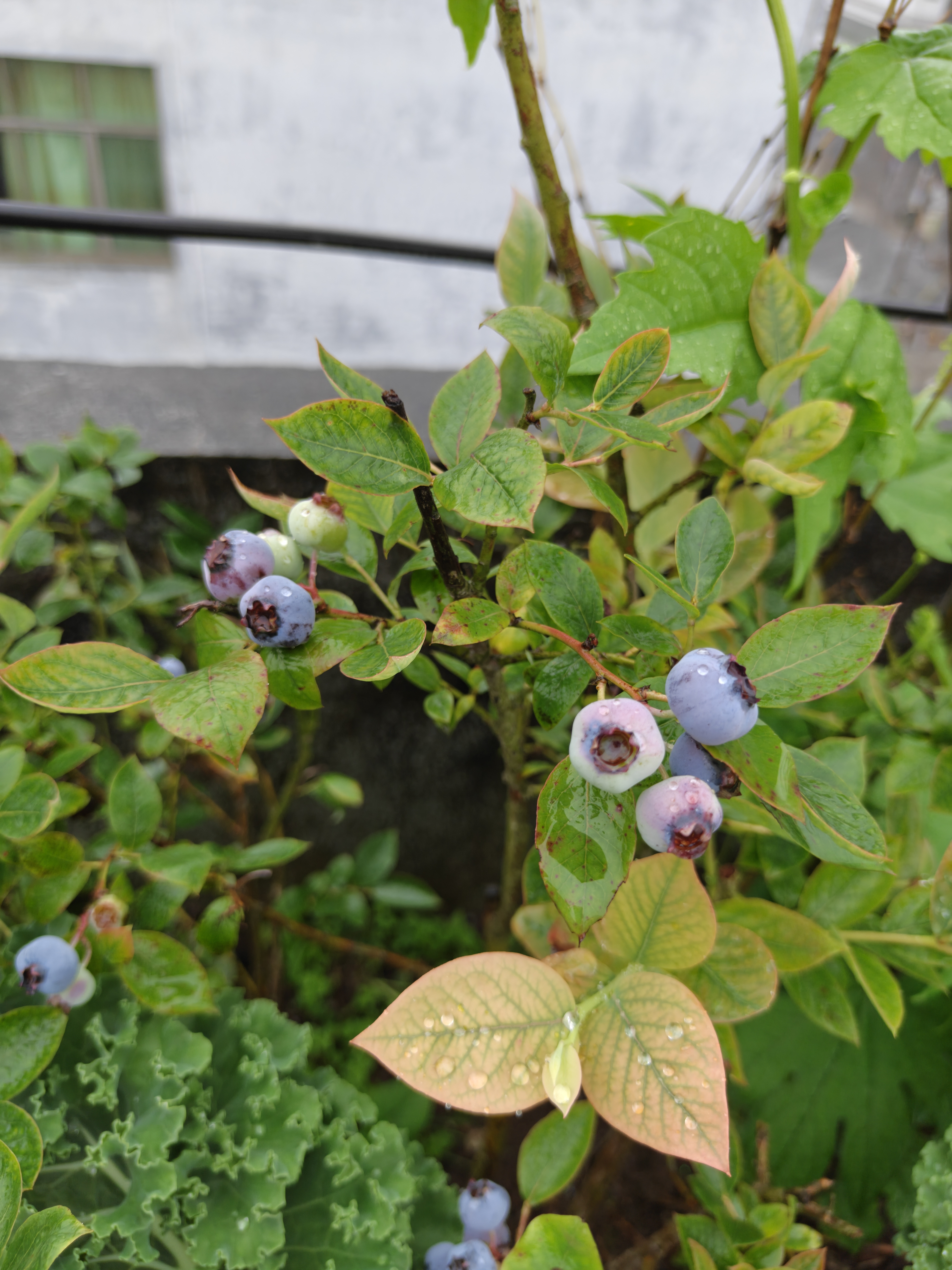 自己种的草莓和蓝莓