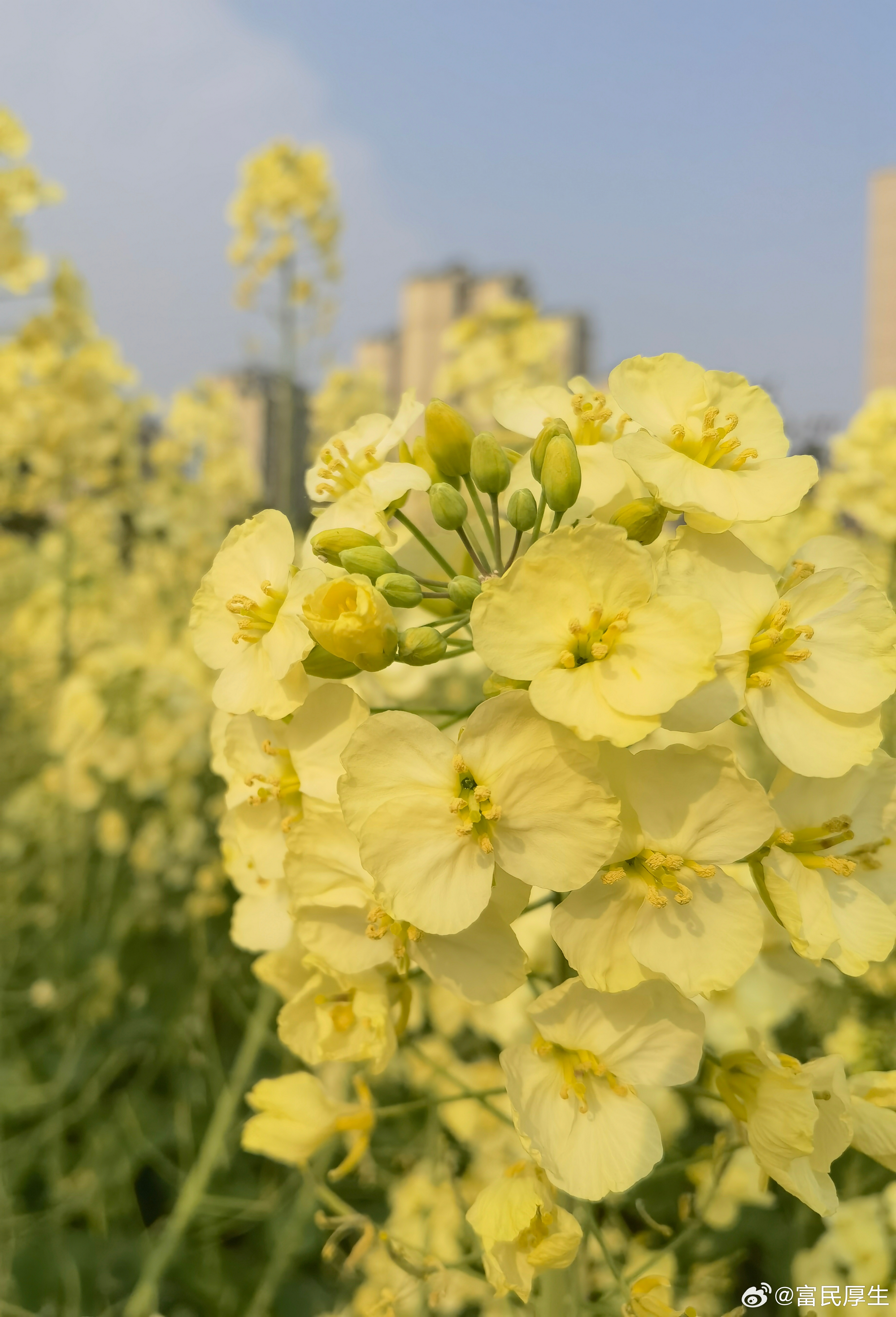 临澧五彩油菜花 