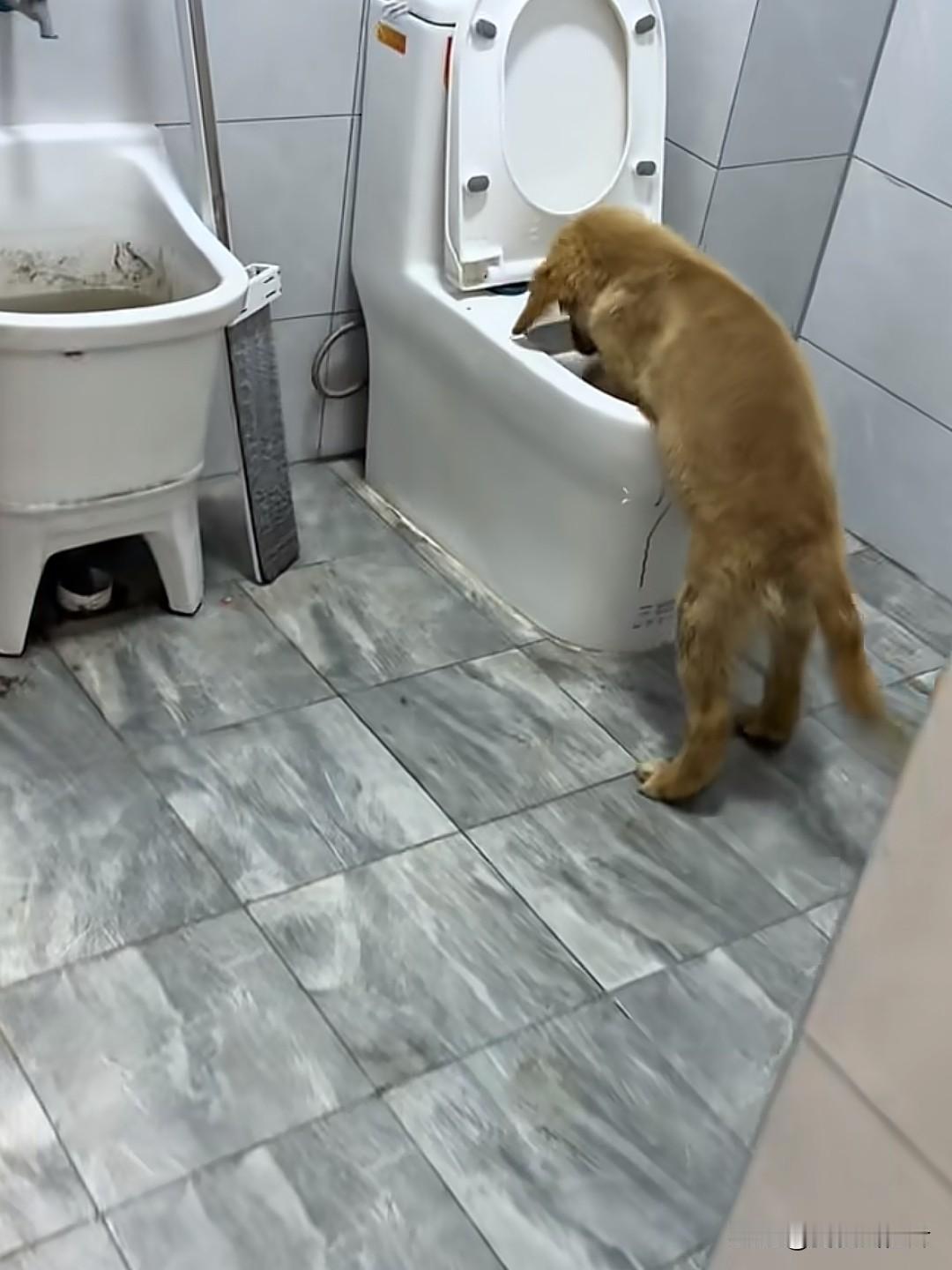 狗：老子明明看到拉这了！！！哪去了！！！[酷拽][酷拽]
