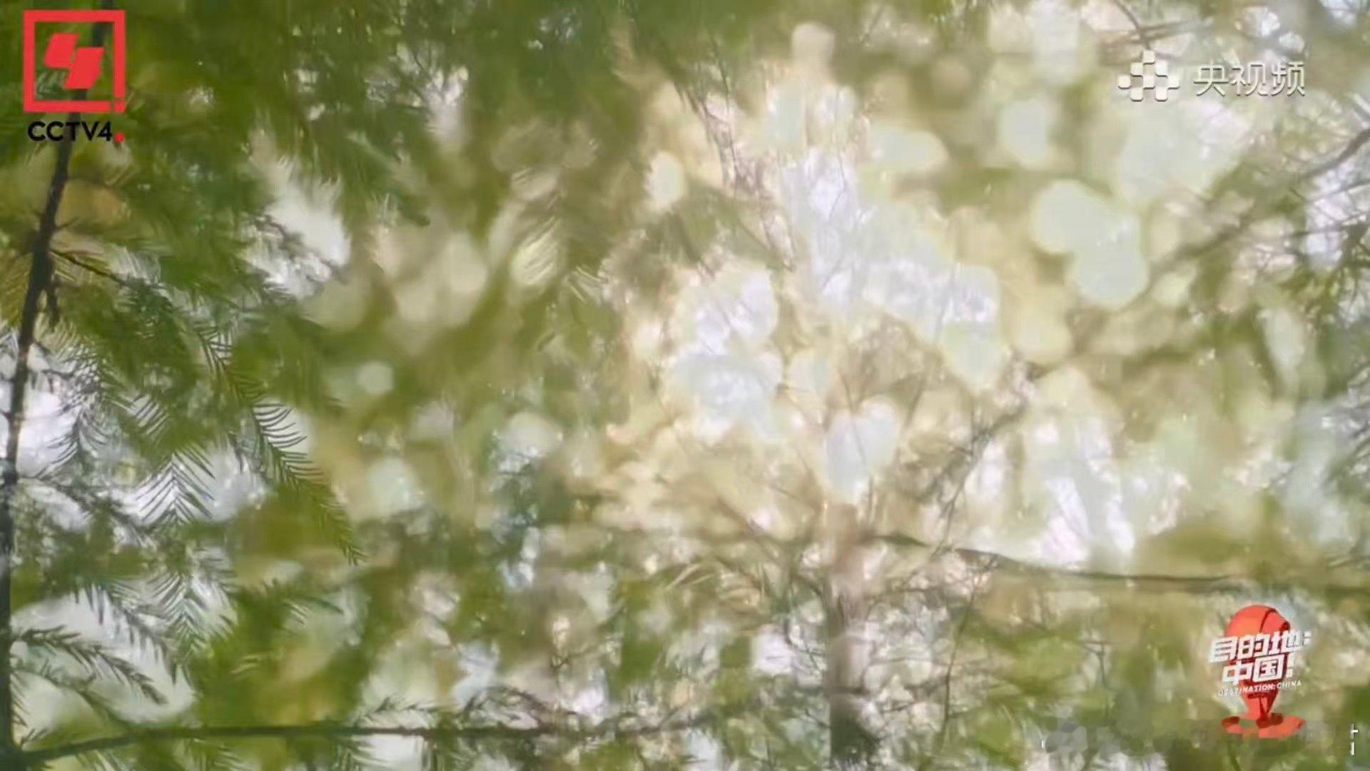 录综艺意外发现存活1亿年的物种 谁能想到，录综艺竟“撞见”了地球的1亿年记忆？水