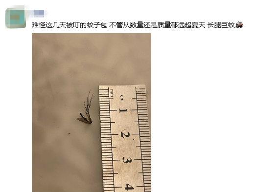 最近有杭州的小伙伴抱怨说，已经是秋天了，但这几天蚊子超多，怎么回事？
杭州市气象