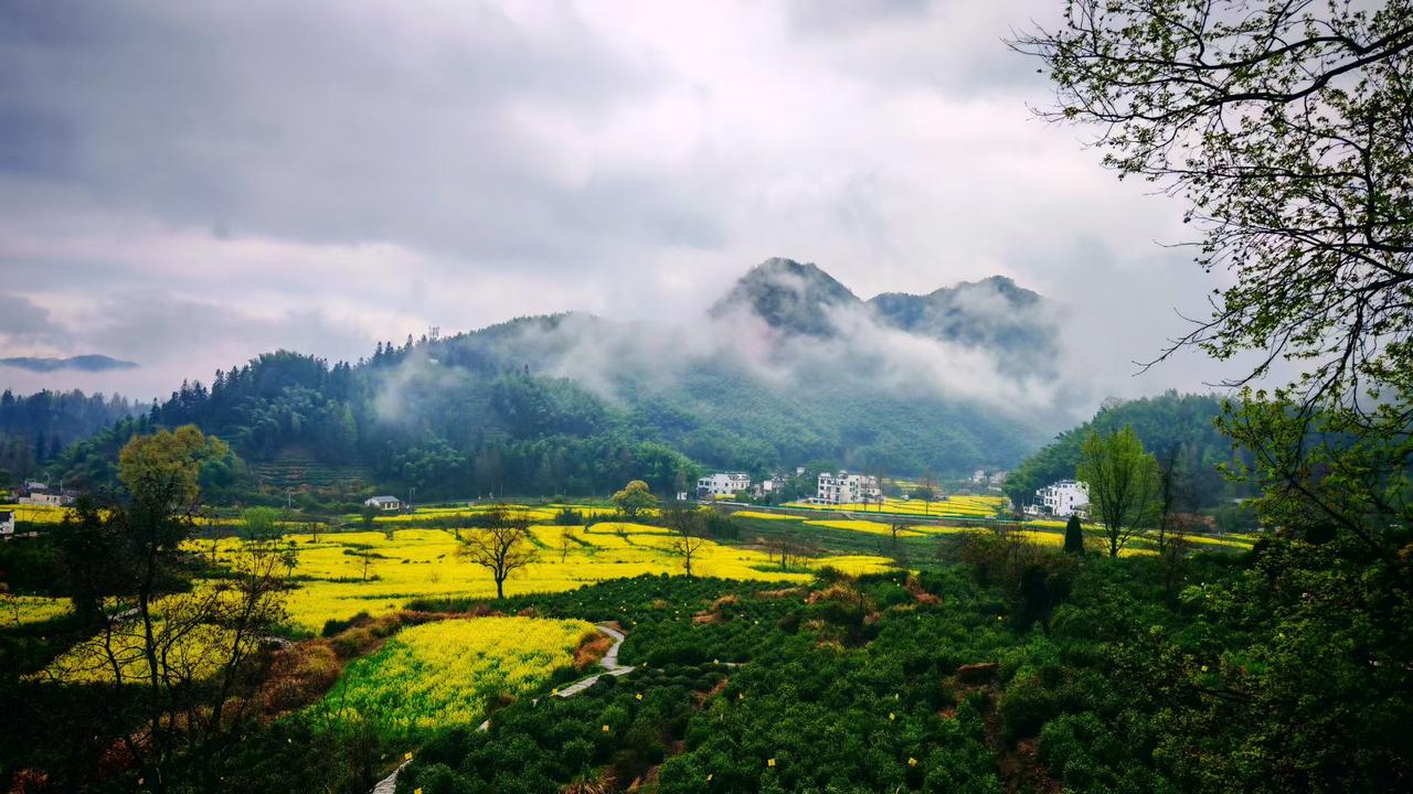 记录我的2026云雾漫过青山，梯田里的油菜花铺成流动的金浪，白墙黛瓦藏在绿意深处