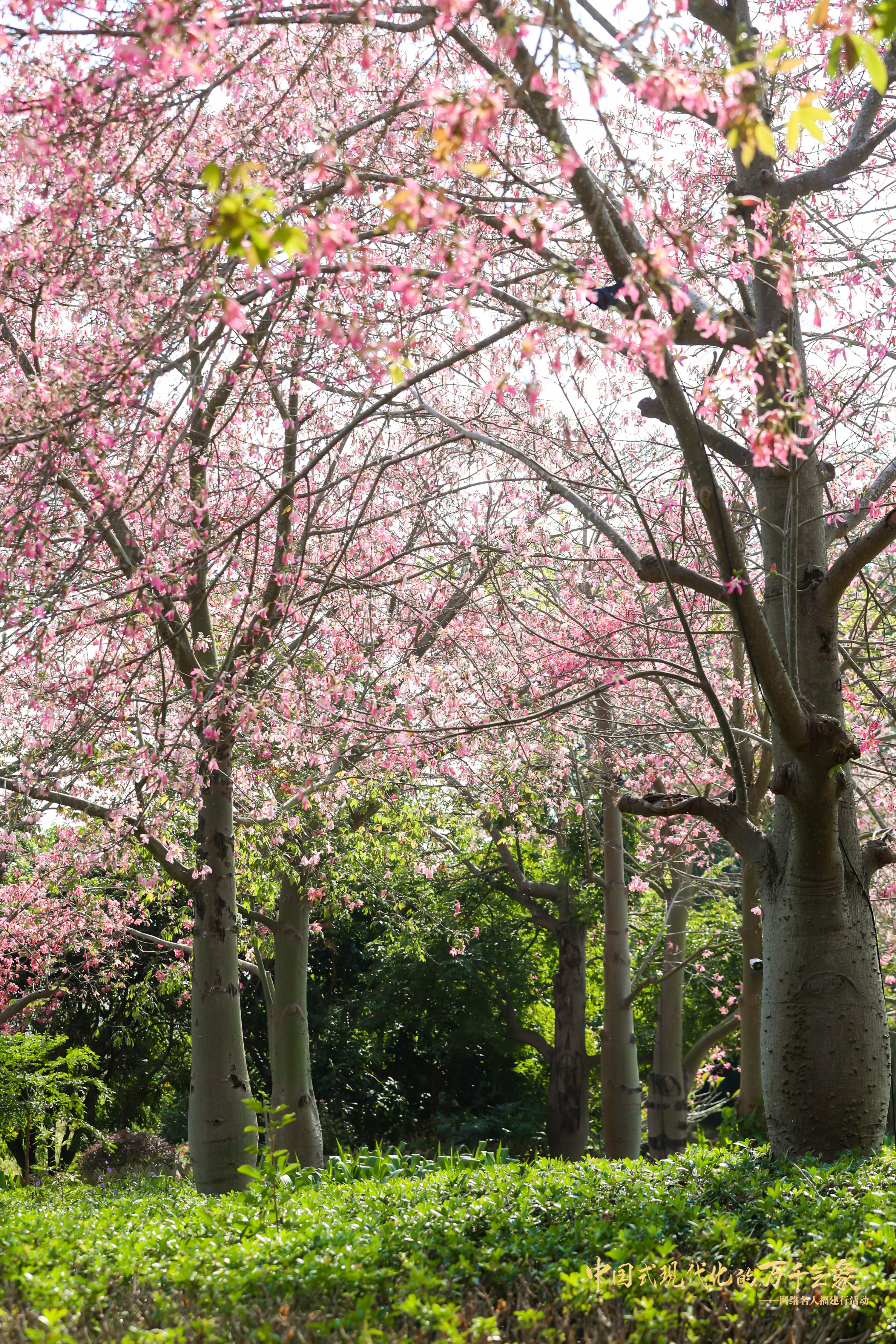 新质福建万千气象唐宋花仙谷坐落于长泰古农农场白石作业区，占地1600亩，是福建省