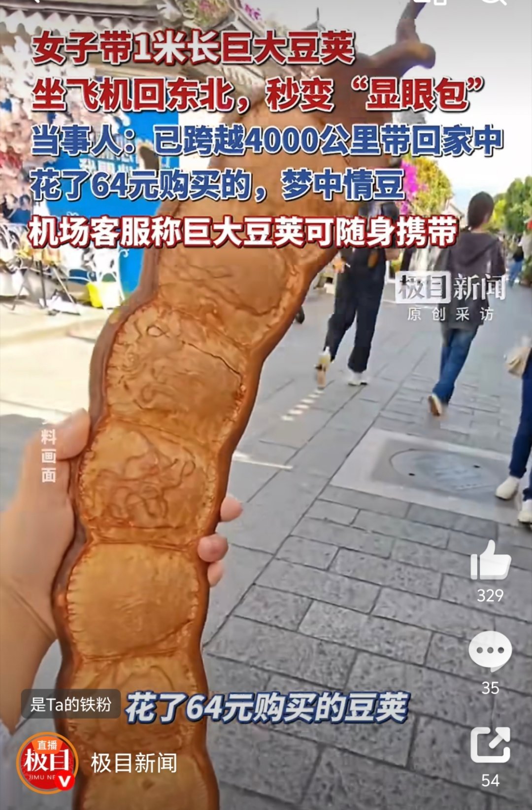 女子带1米长巨大豆荚坐飞机引围观第一次见这么大的豆荚