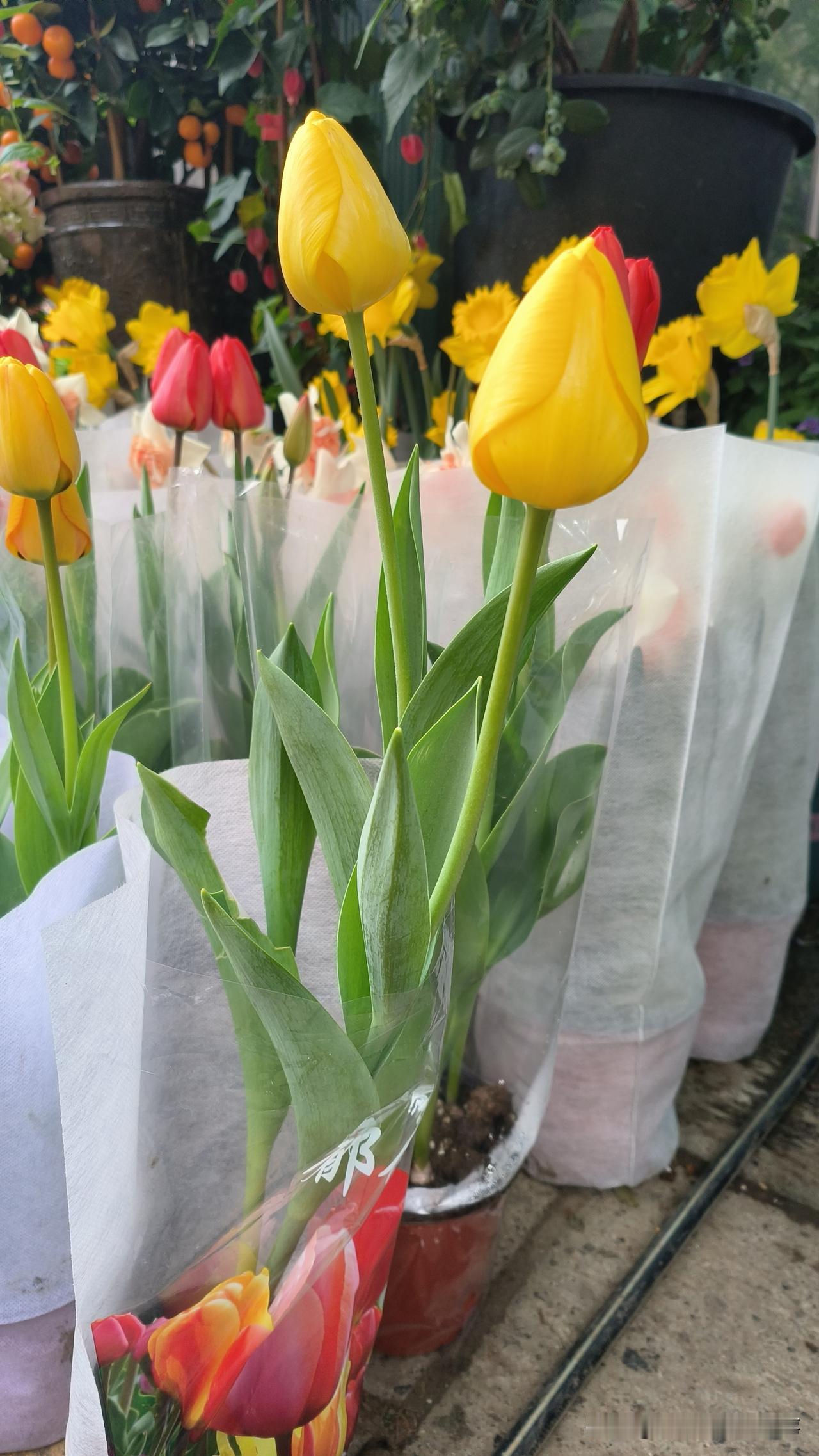 郁金香是春天最好的文案，而花市，是春天的投递员。掬一捧金黄，把春天的温柔与浪漫揣