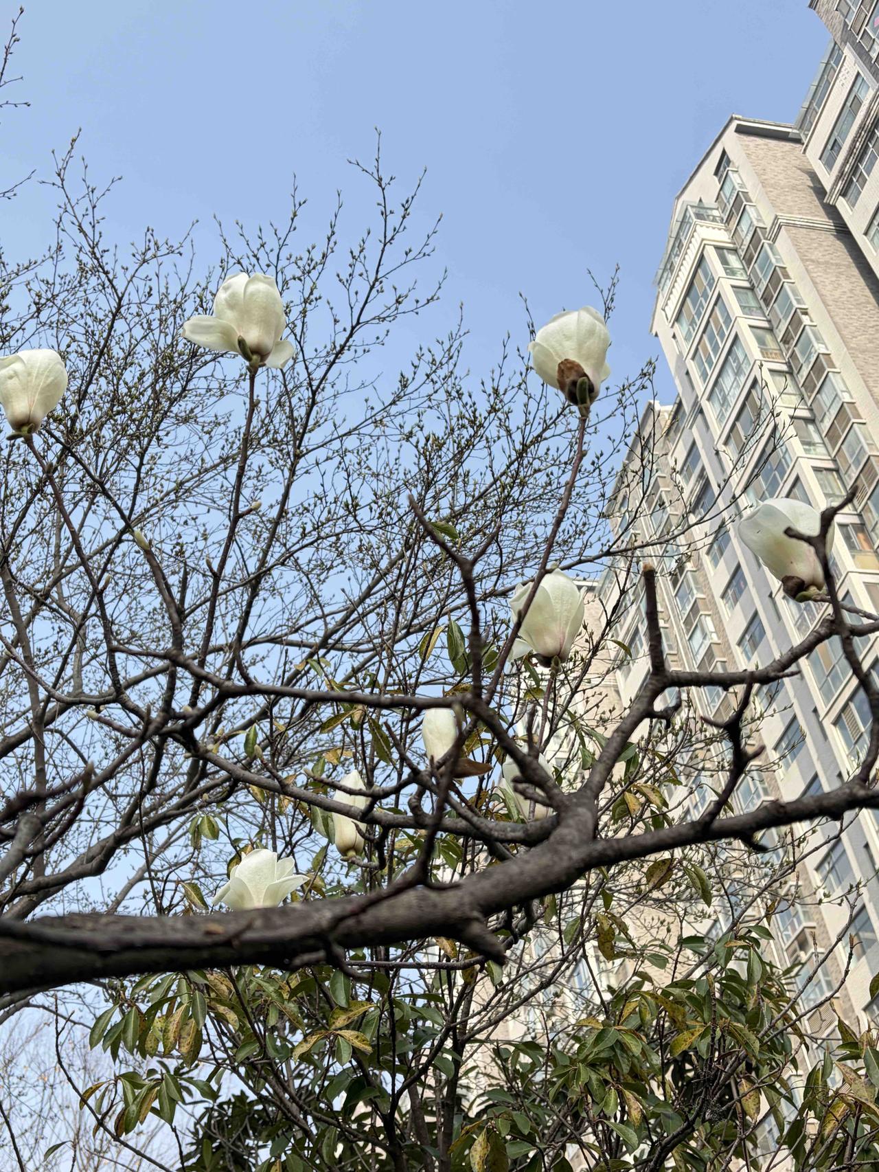 春天从不说话，却把答案写在花里。
光秃秃的枝桠上，忽然就冒出了洁白的玉兰，像生活