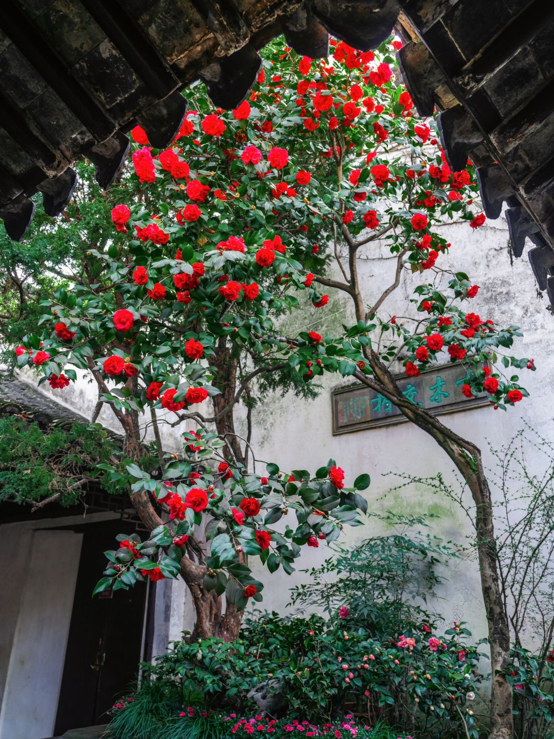 留园山茶花瀑布美到失语❗️春和景明的天花板