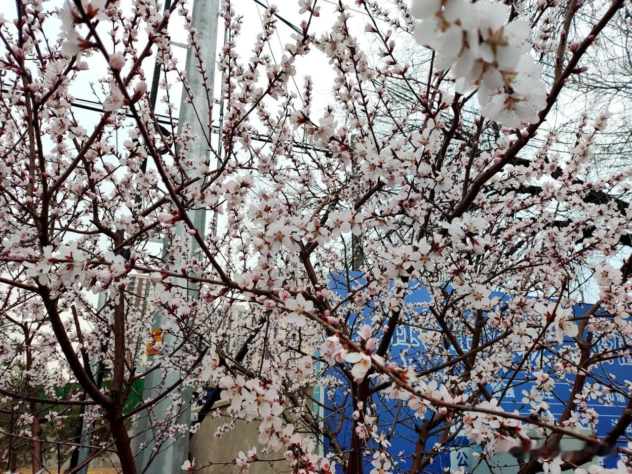 春雪
桃花满枝绿柳绦，
春风料峭雪花倏，
春季北方天多变，
春暖春寒来回度。