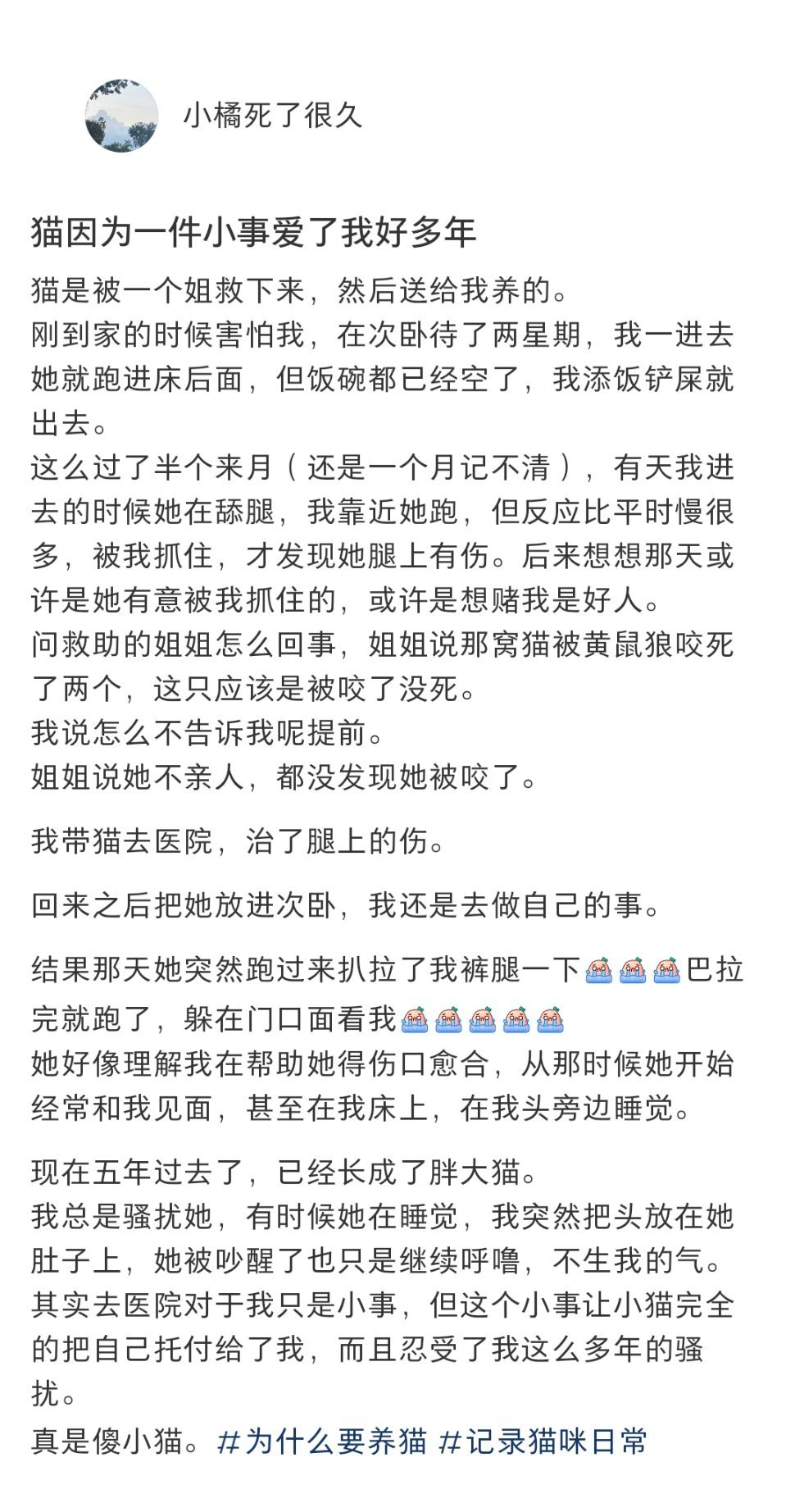 小猫因为一件小事爱了我好多年 ​​​