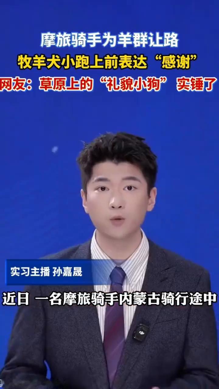 摩旅骑手为羊群让路，牧羊犬小跑上前表达"感谢"。网友：草原上的"礼貌小狗"实锤了