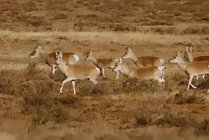 蒙古大批黄羊跑到中国，在蒙古，黄羊是牧民眼中的害畜，可以随便打，甚至游客可以猎杀