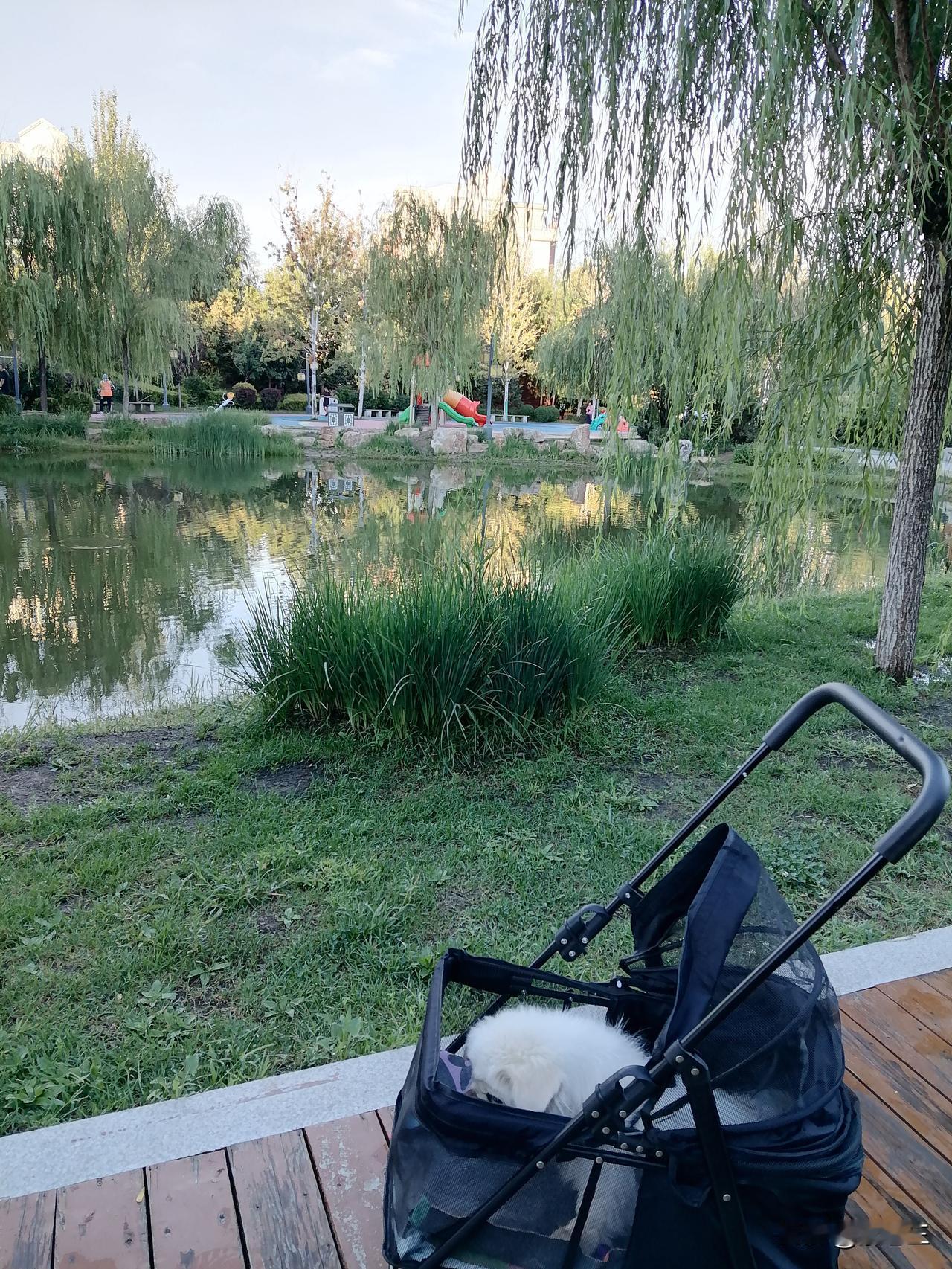 我给大乖买了一辆小车。

小家伙这一生太不容易，给它买辆车吧，出行方便多了。

