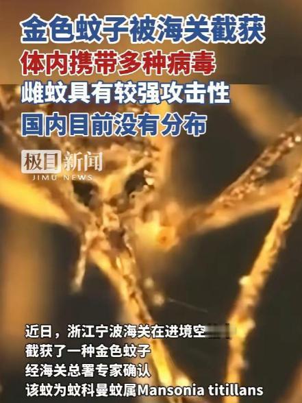 又是美国，又是病毒，这次不是实验室，是一整船“带毒蚊子”直接开到中国宁波！

海