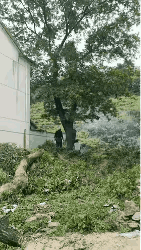 这么大棵树，砍了可惜了啊