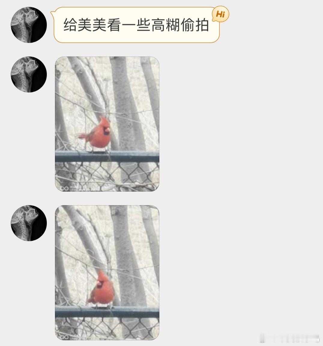 #鸟粉投稿# 北美的【主红雀】（愤怒的小鸟原型红色真的好醒目呀  [开学季] ​