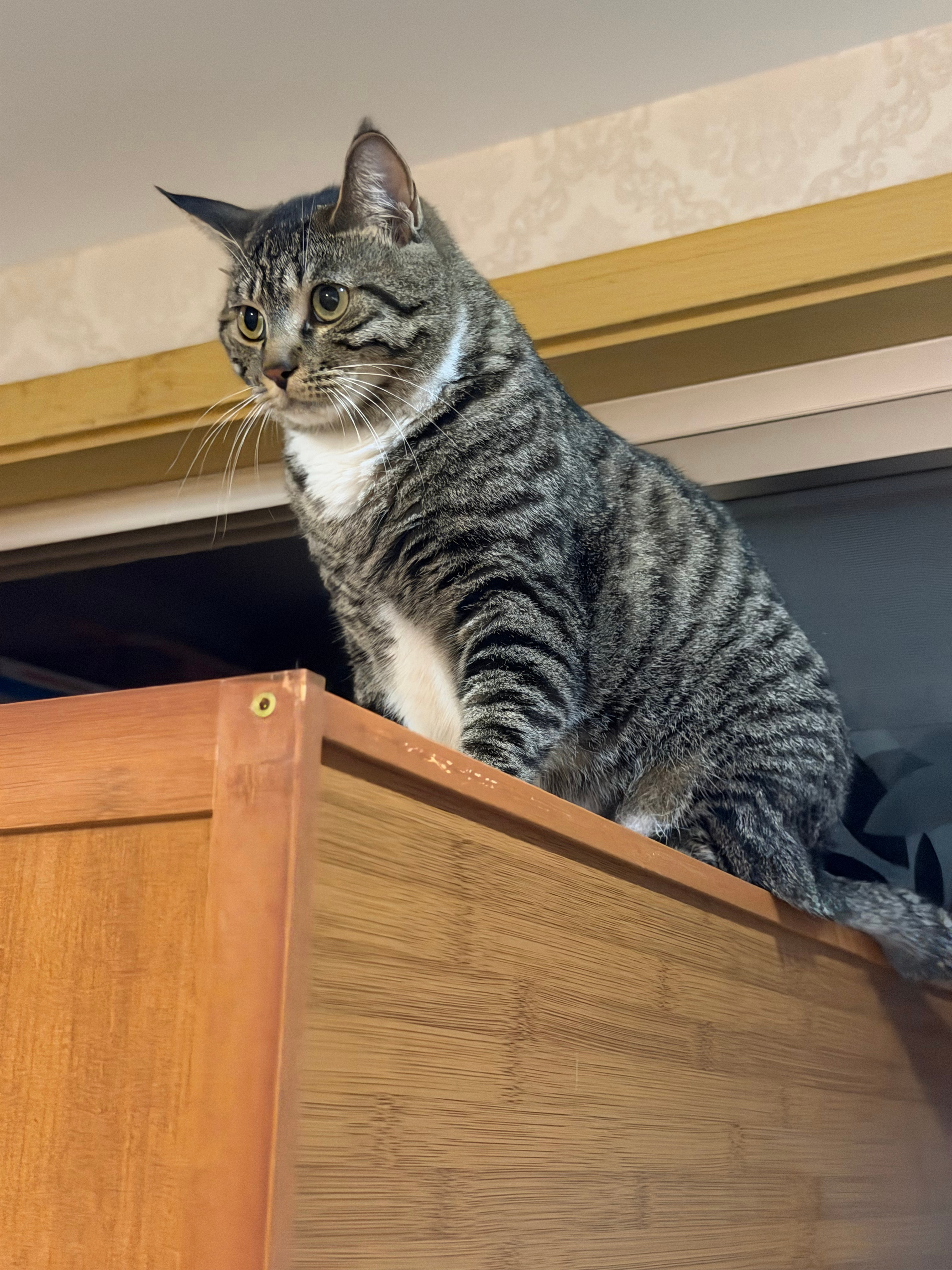 图上有两只猫。 