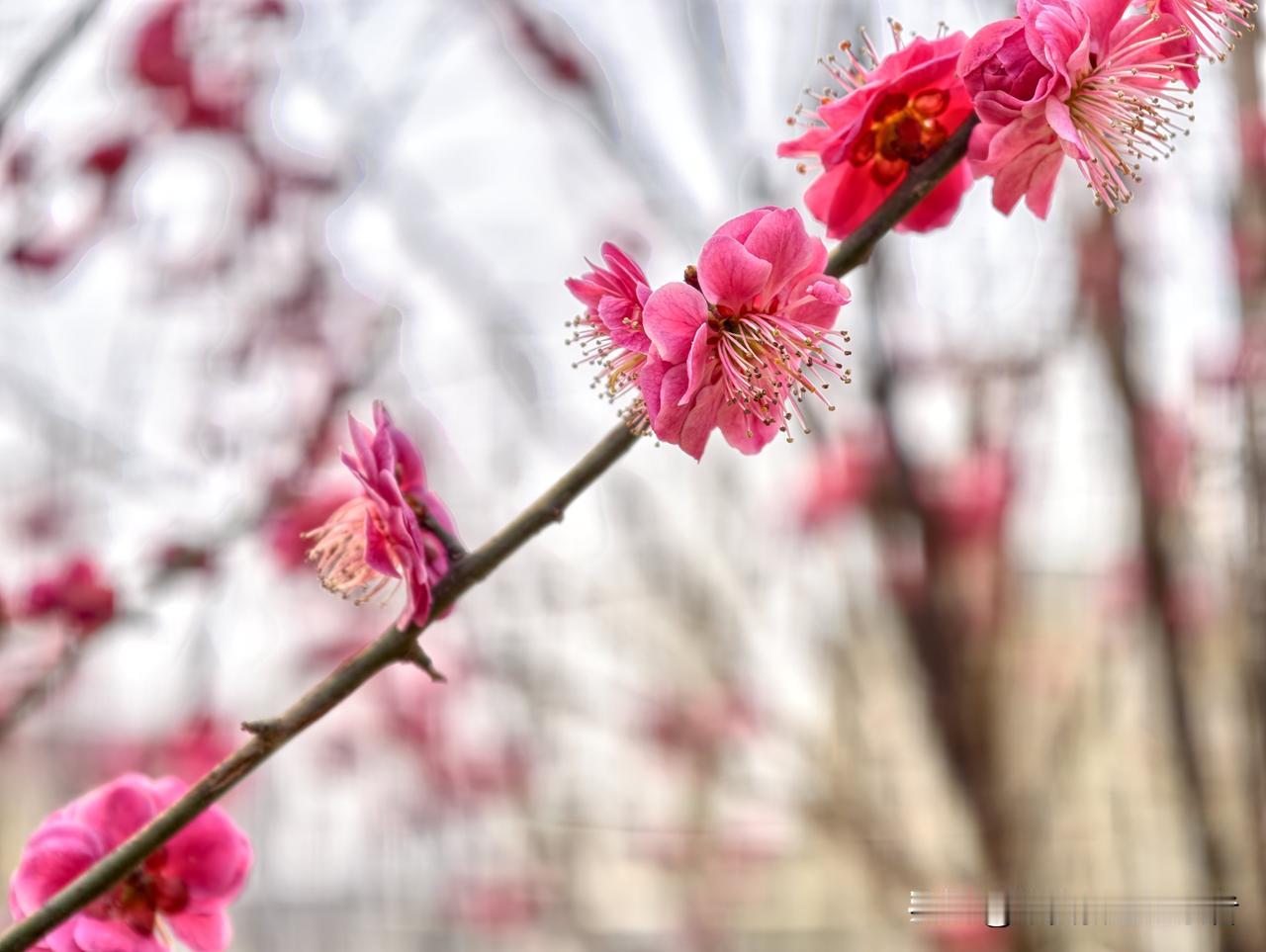 现在的雄安新区仿佛就是一片花海。
雄安郊野公园、悦容公园、金湖公园……
安新县的