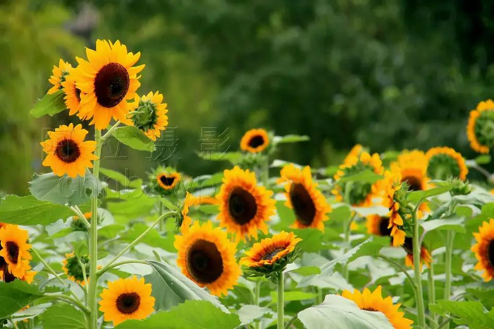 读诗赏花(4)：向日葵(2）

《叹葵花》
【唐】戴叔伦
今日见花落，明日见花开