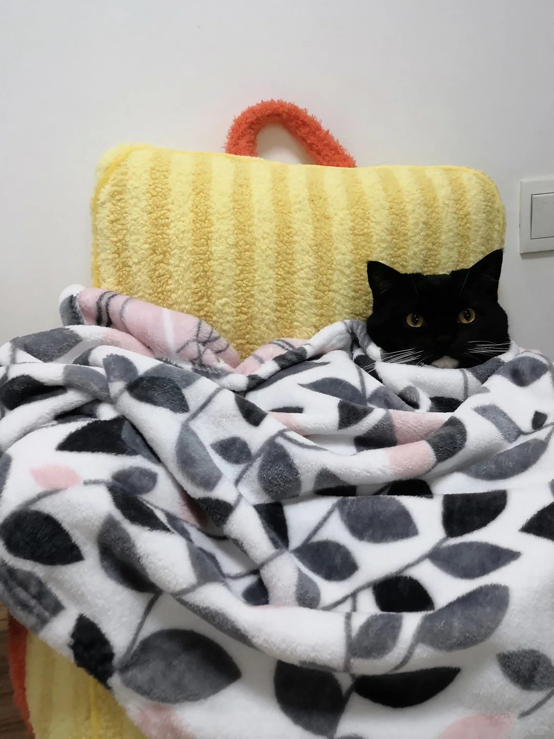 冬天来啦！这些pdd好物快给小猫安排上！