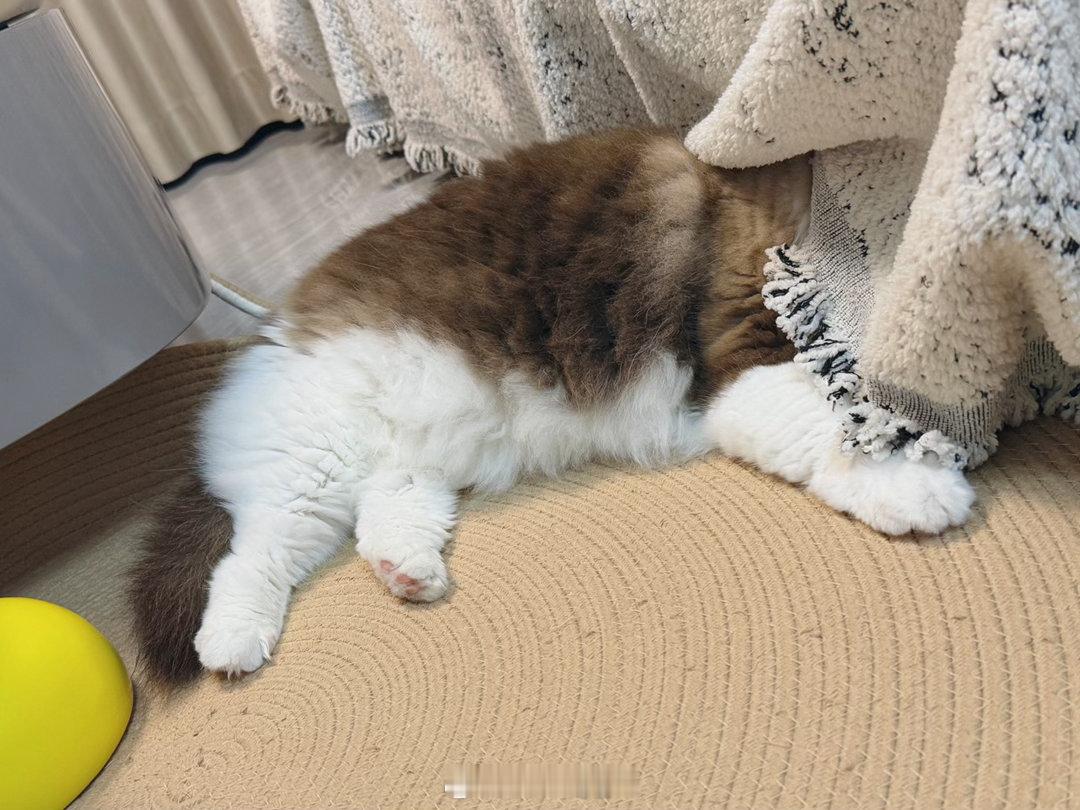 神猫一只啊 ​​​