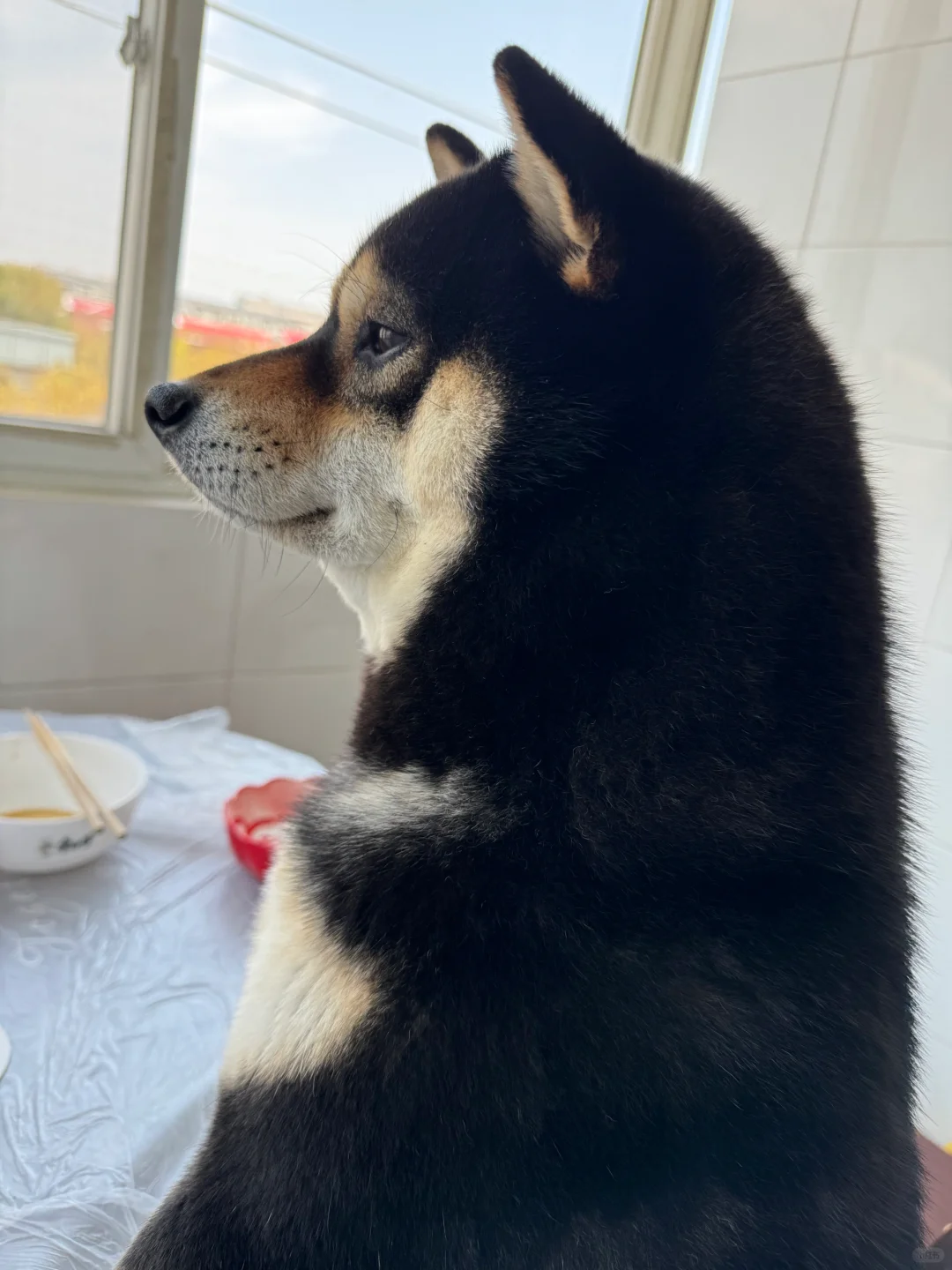 你好，企鹅🐧先生