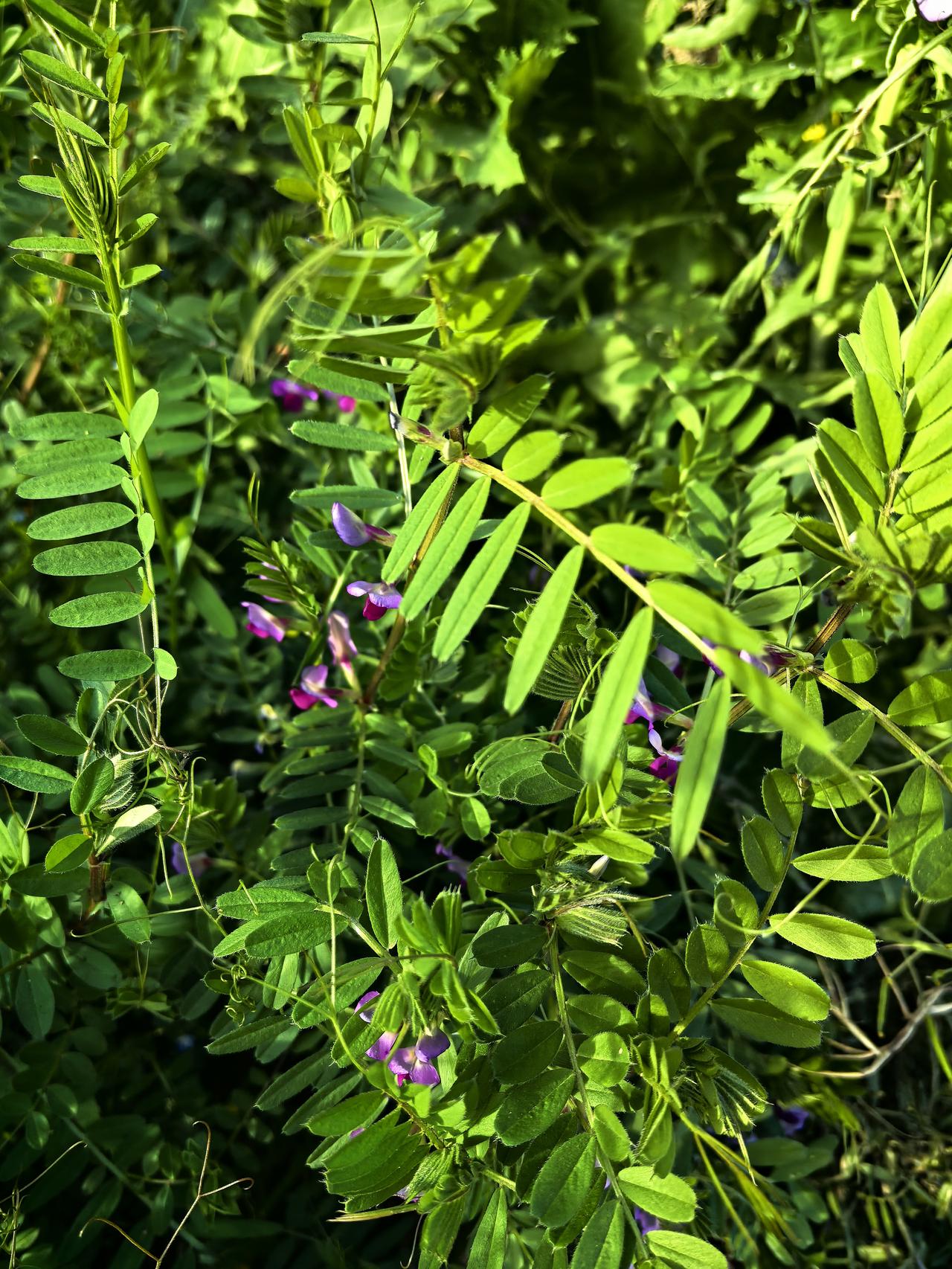 天南地北大拜年春天的绿啊，绿的爱悠悠！